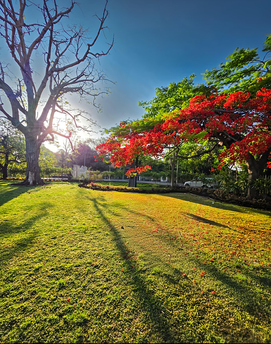 ahujasun's tweet image. Golden rays, blooming reds, and a fresh start 🌞🌺
Good morning—let today shine as bright as your hopes.

#GoodMorning #NatureLovers #Sunshine 
#FreshStart #MorningVibes