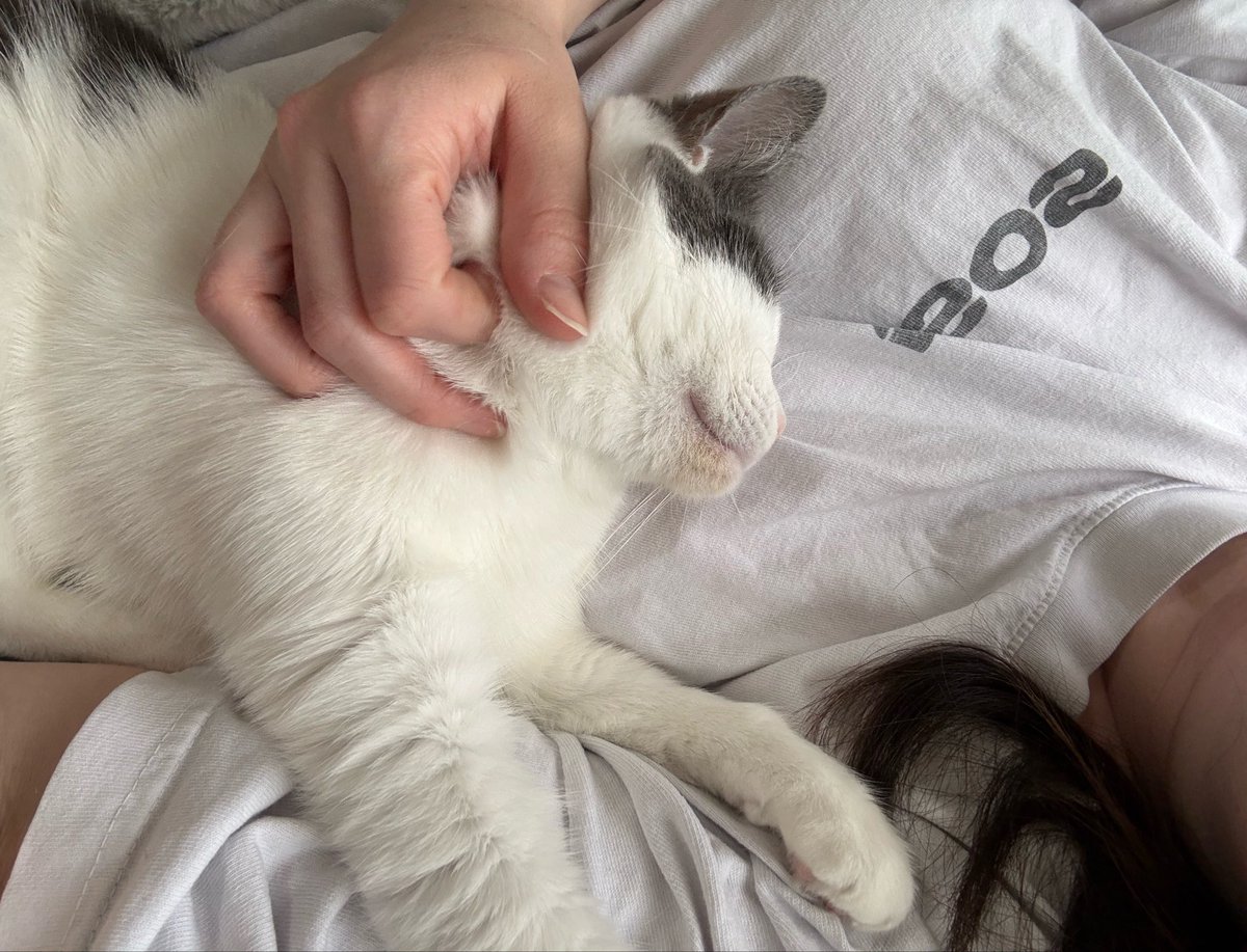 Friends of Bear Cat Rescue tweet media