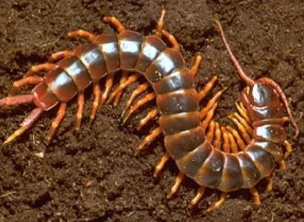 Fefi428's tweet image. Easy peasy - a better president. Hell, President Obama sits in the Oval Office desk chair better than our very own orange rolly polly centipede.

#DJT #DonaldTrump #Jackass #Ewwwh

.@realDonaldTrump is a
#FakePresident