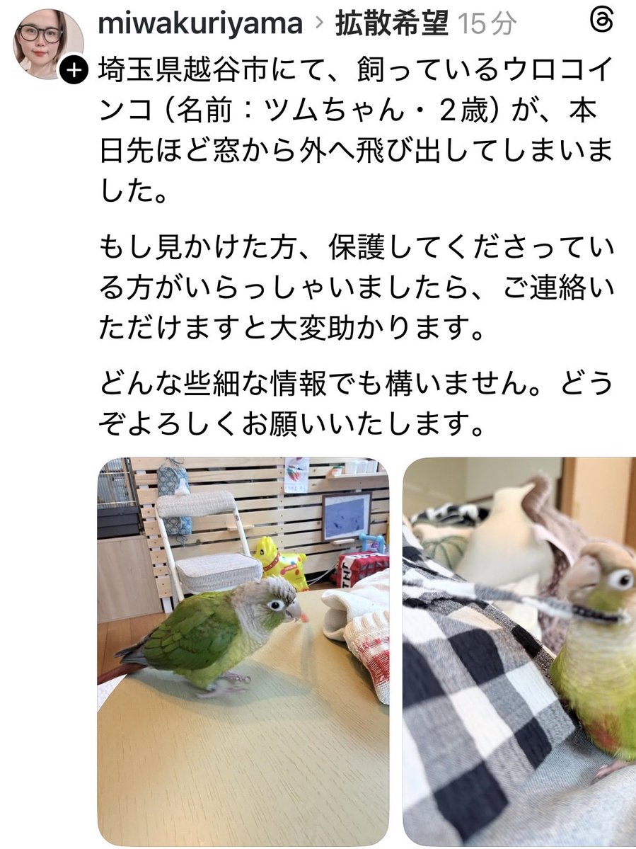 ころん セキセイインコの飼い主さん探してます (@UkvB5uPupWWy6H1) on X