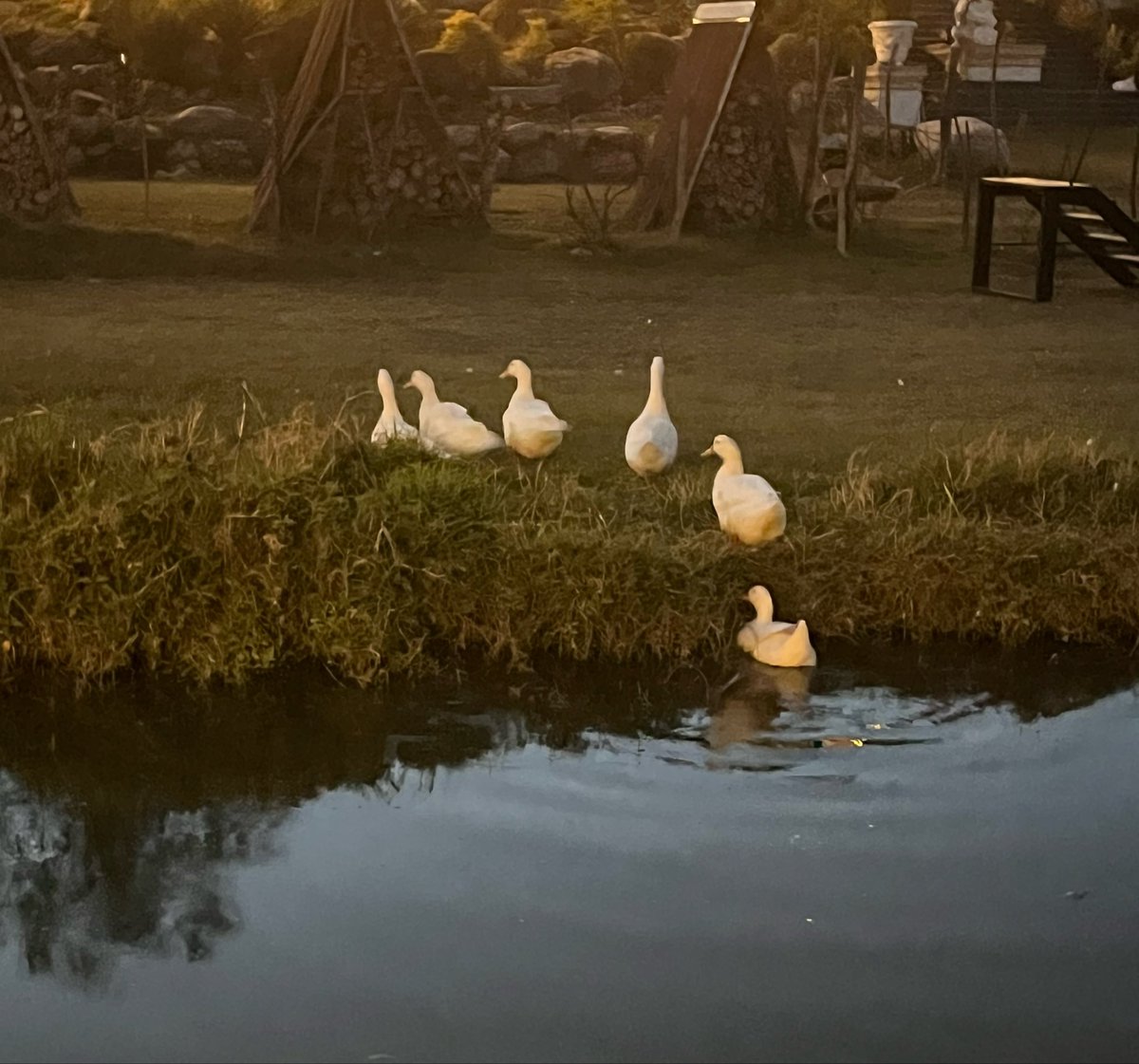 nectardefressa's tweet image. no importa cuántas veces me quiera matar siempre puedo venir a ver a los patos cuando está lloviendo #namaste