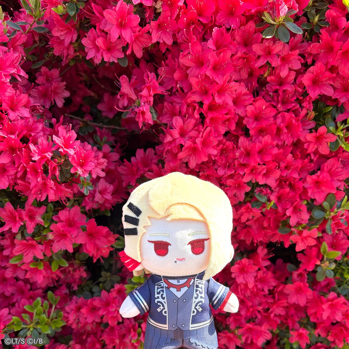 ✨ #JJのGWは金色のきらめき ✨ 公園で咲き誇るツツジと一緒に。 #ユニ