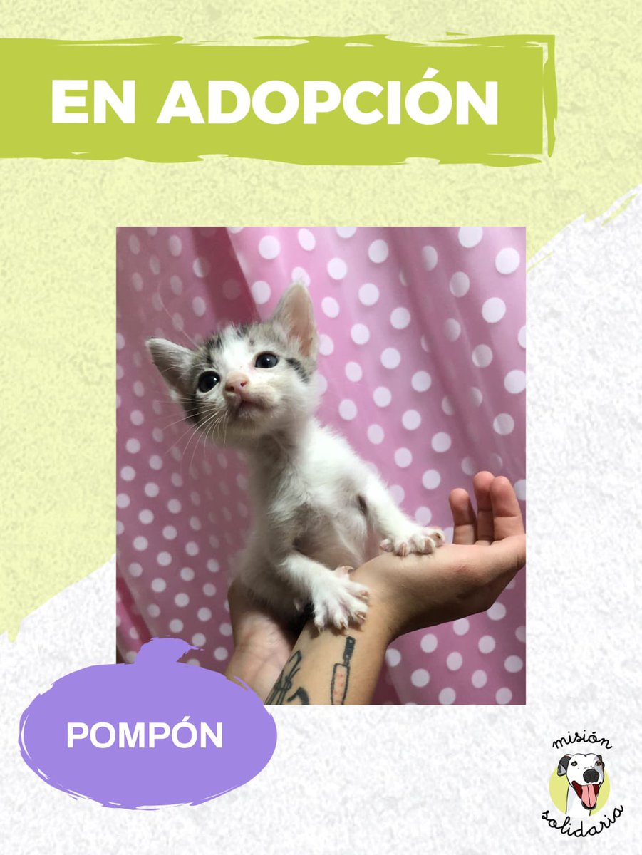 Te falta un pompón amoroso y carismático para alegrar tus días?✨
•45 días •Desparasitado • Sociable con todos 🫂
CABA/GBA
¿Lo adoptás? Escribime: misionsolidariatwitter@gmail.com
Asunto: El pompón que me faltaba
RT 🙏
