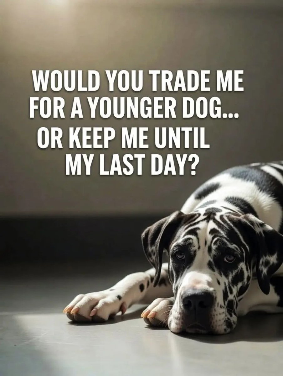 Doggy Mix Daily tweet media