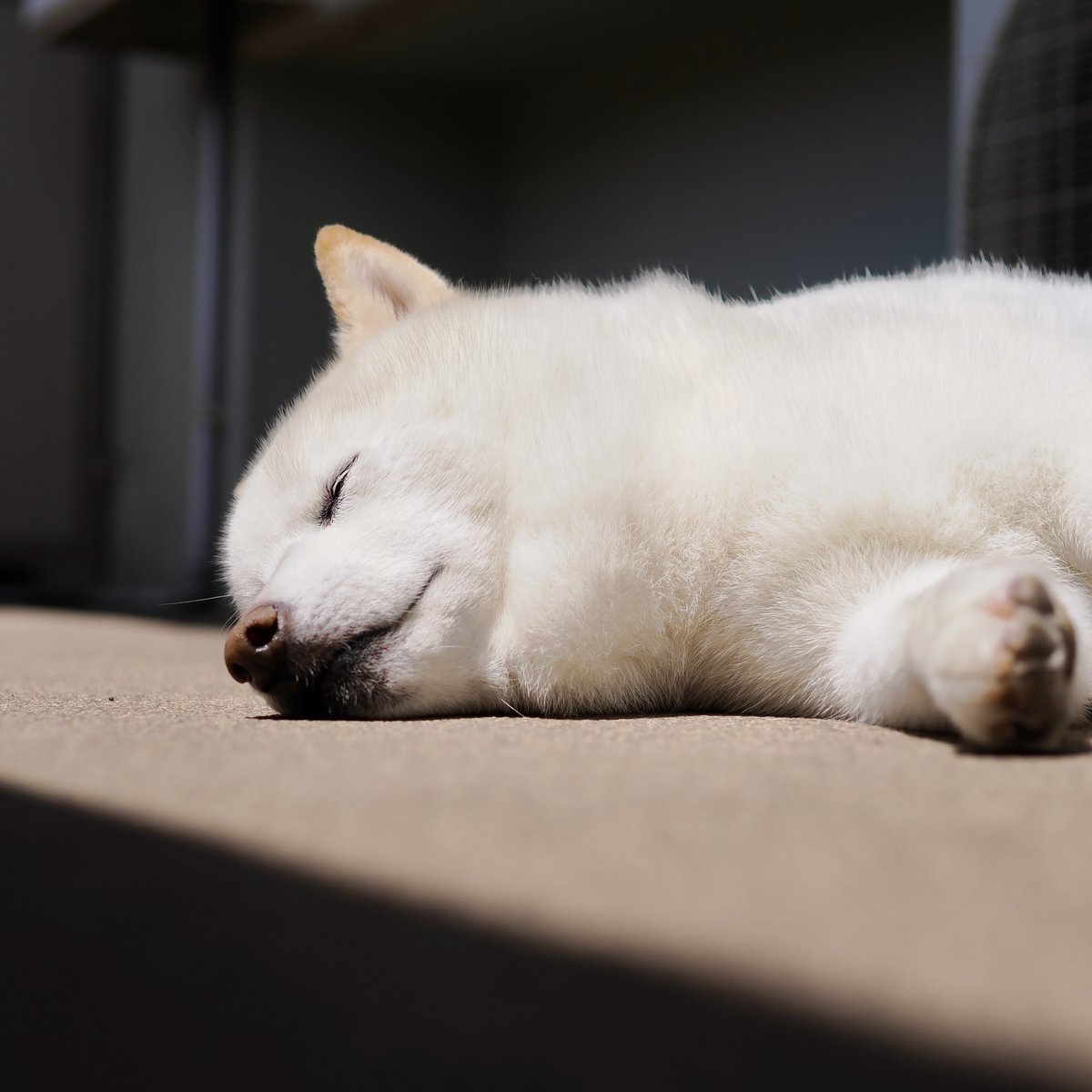 柴犬ラッテ tweet media