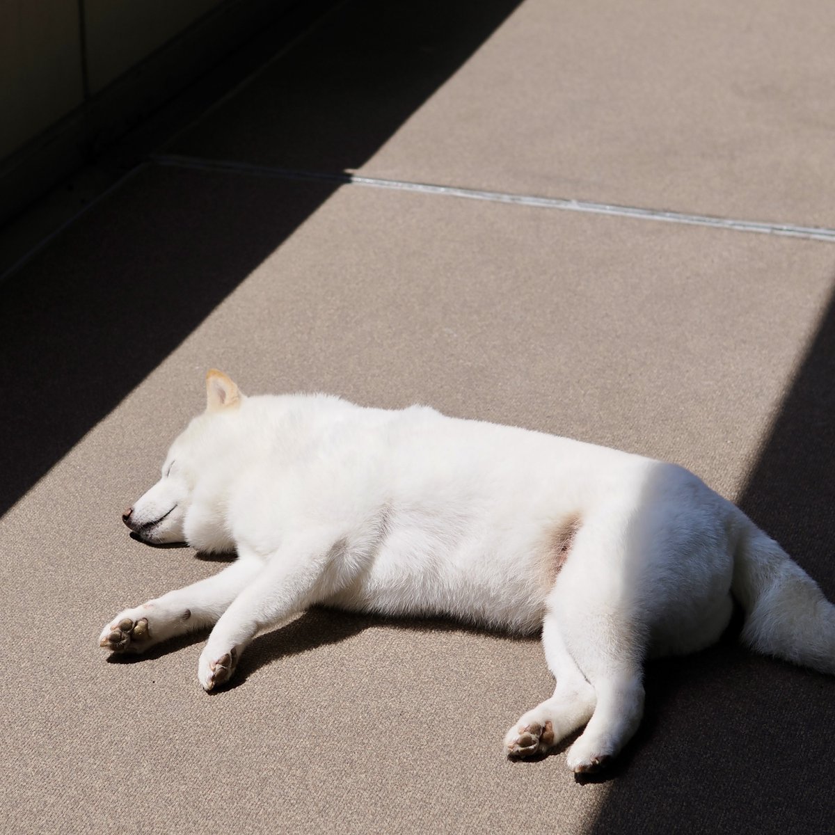 柴犬ラッテ tweet media