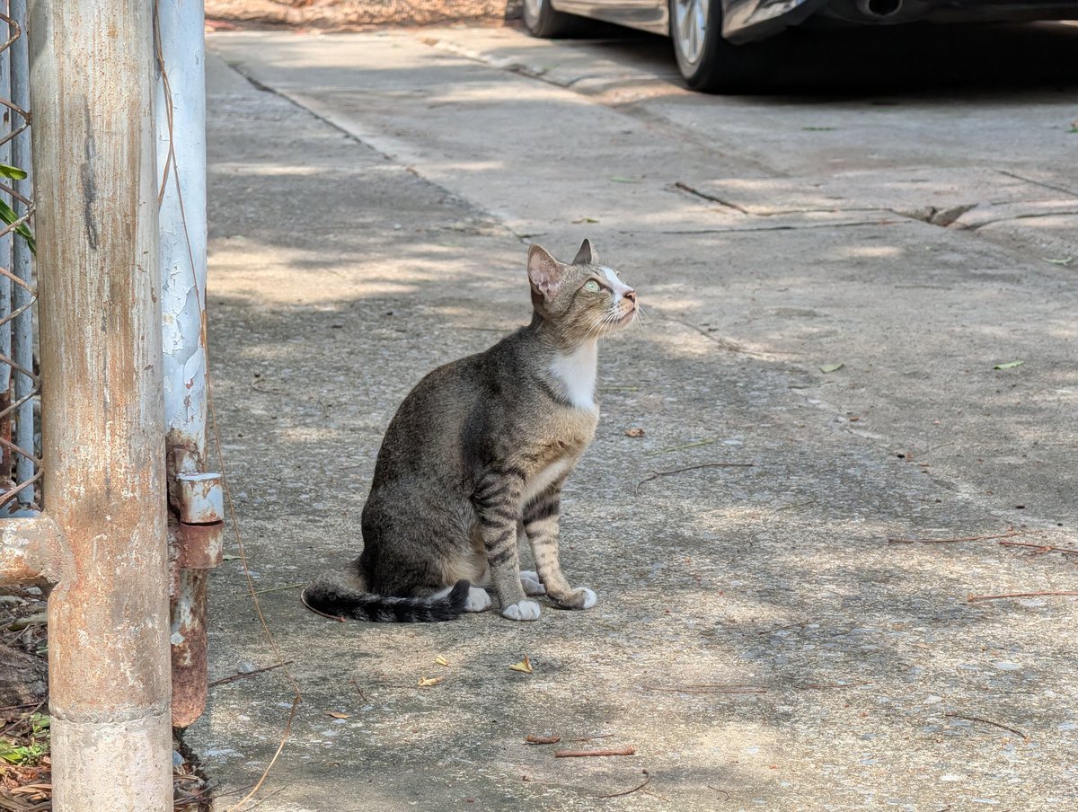 タイ猫ランド tweet media