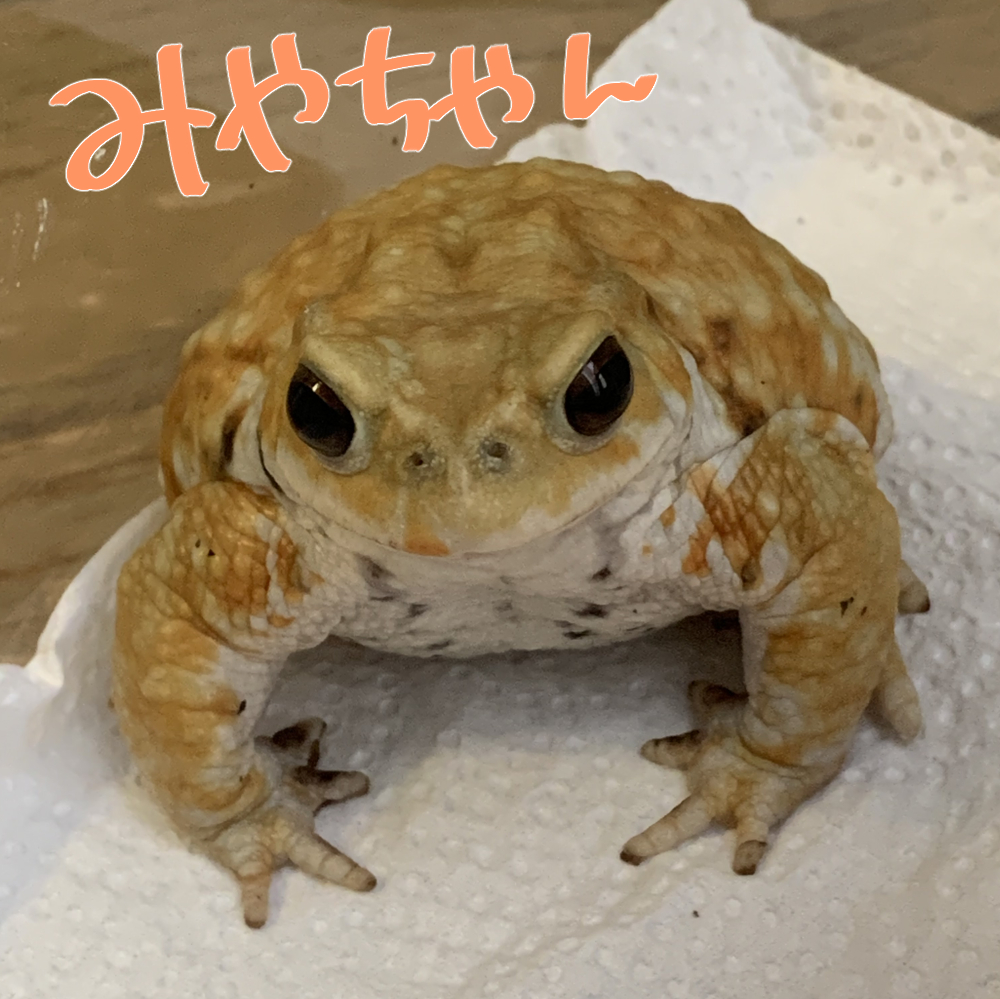 上條ロロ 𓆏 tweet media