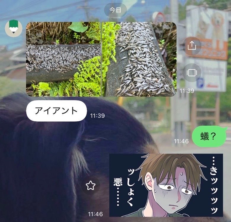 うさこ️ 🐦‍⬛🫟 tweet media