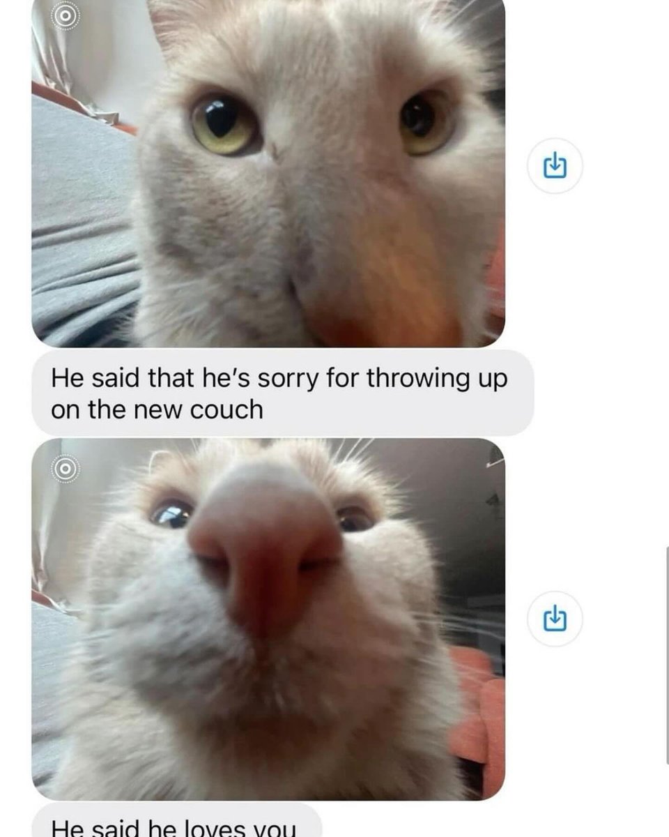 Punch Cat tweet media