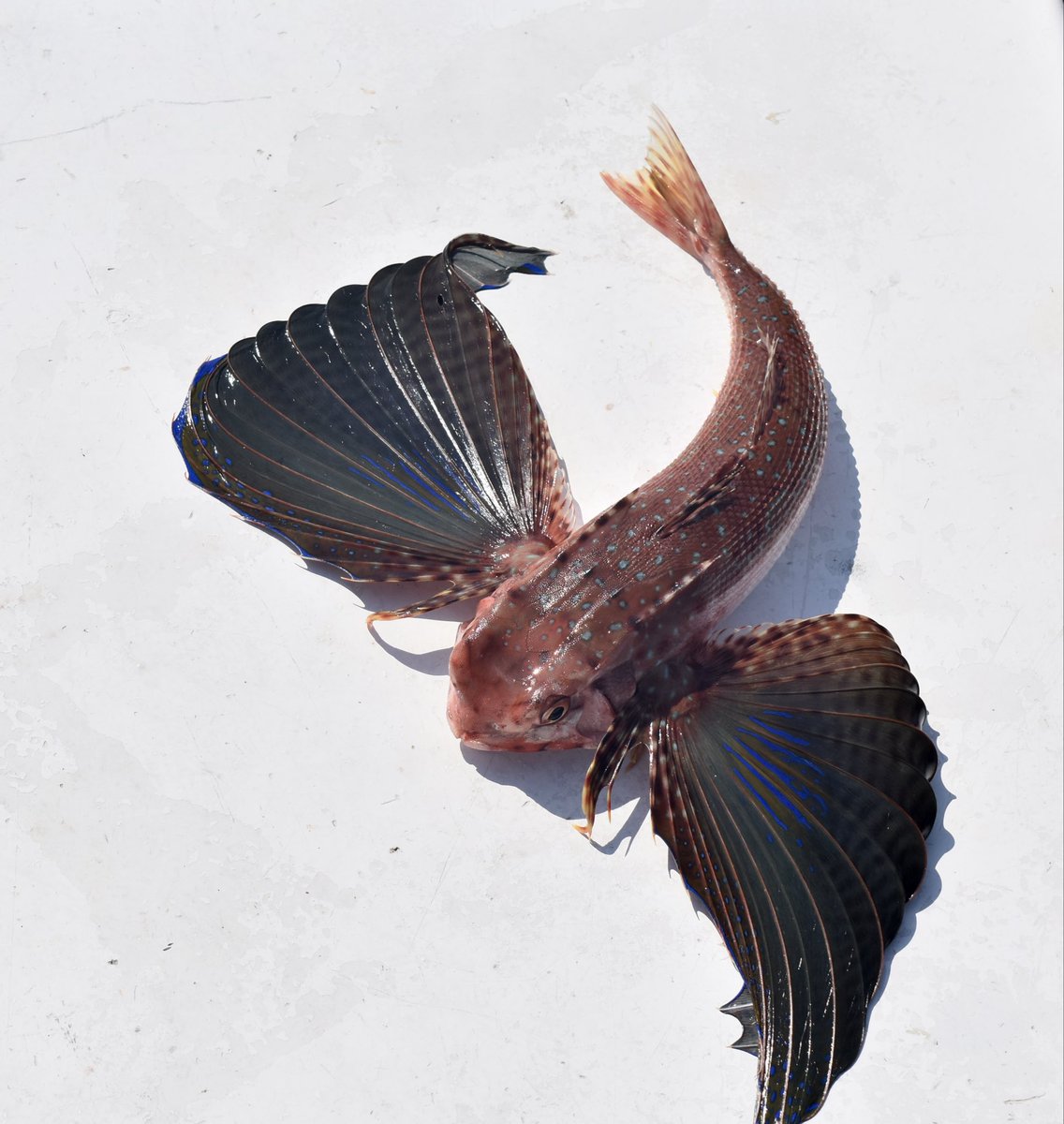 MattWheel1071's tweet photo. @trumplicans2024 How about a Sea Robin https://t.co/GuSJvbSx5h