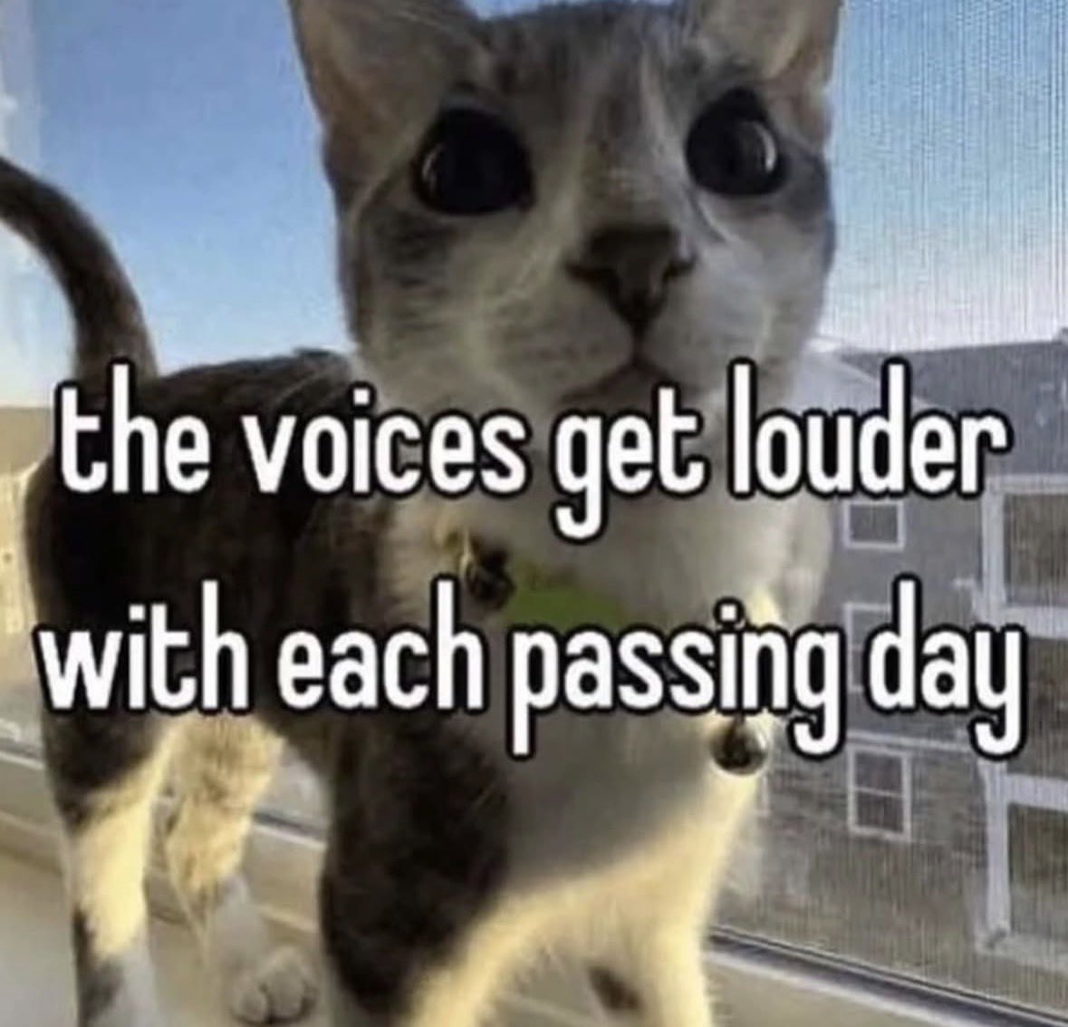 LiterallyMeCats tweet media