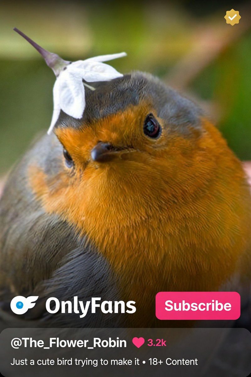 Robin tweet media