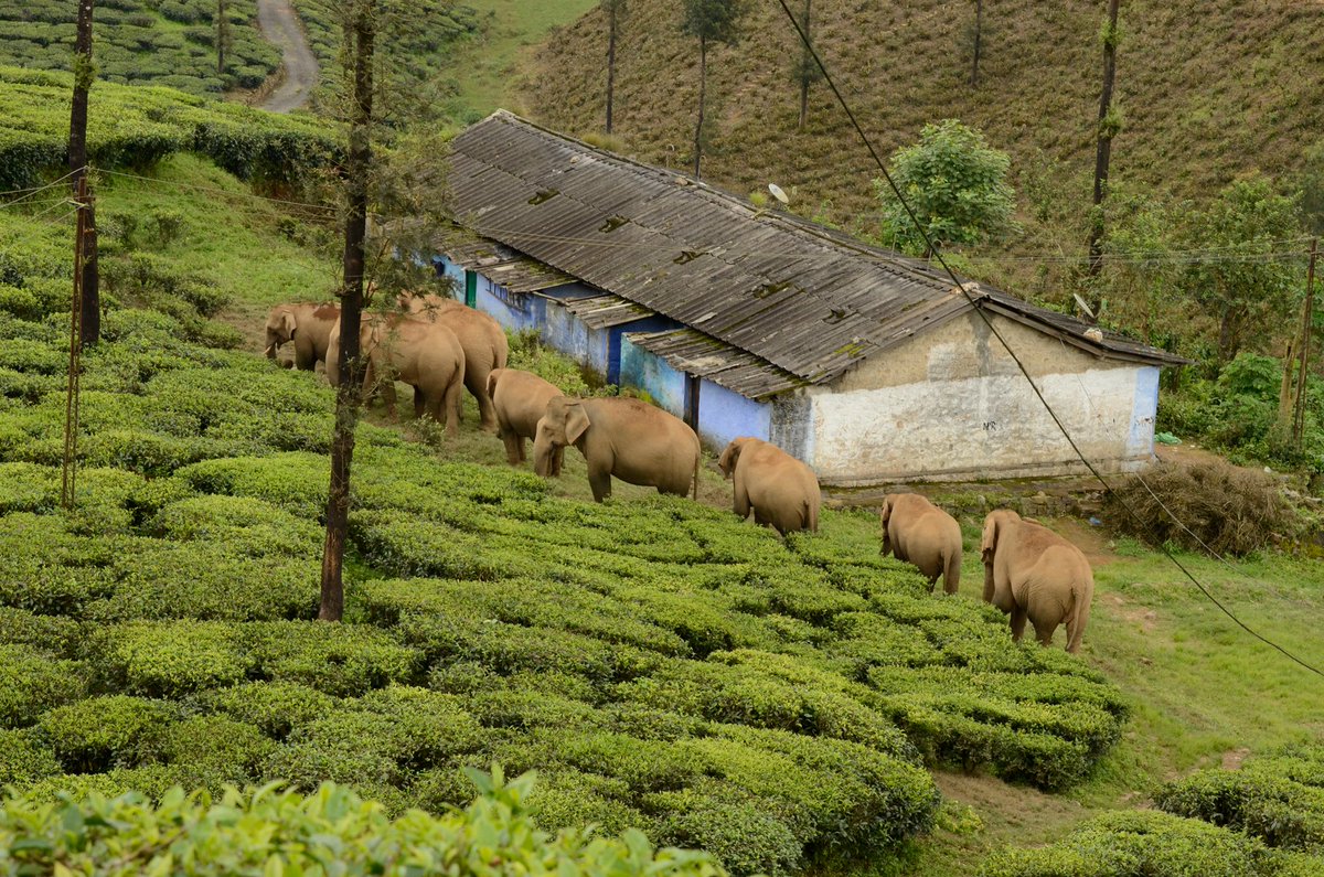 India Wildlife News tweet media