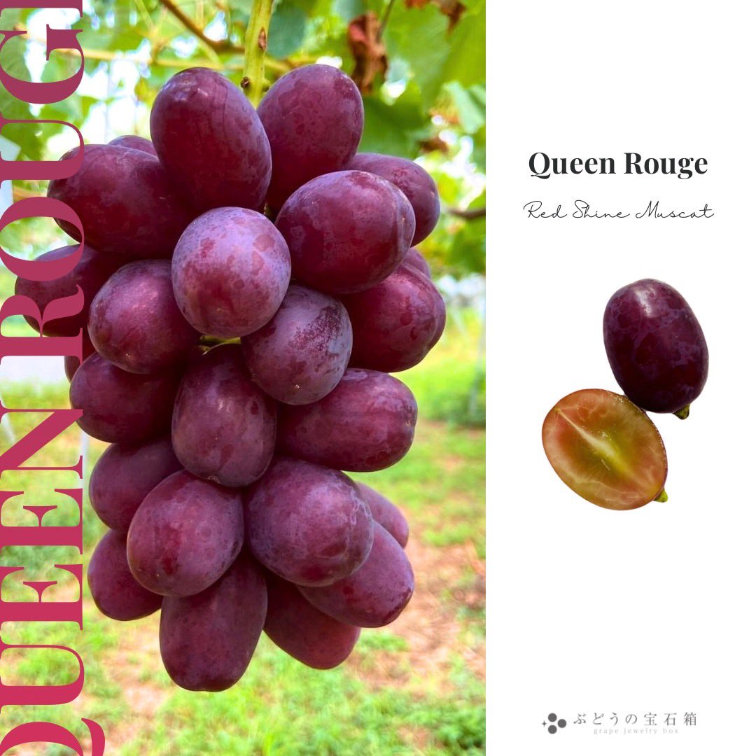 🍇💎信州須坂 ぶどうの宝石箱💎伊藤ぶどうファーム３代目🍇エース🍇 tweet media