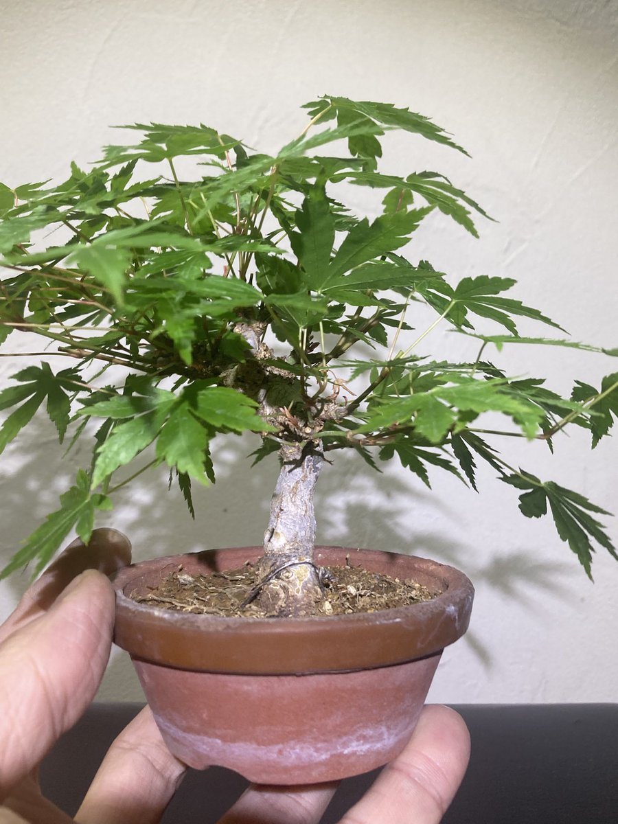 BONSAI+🪴盆栽プラス tweet media
