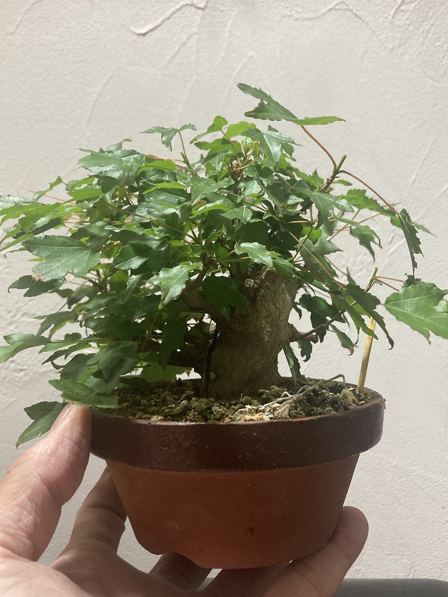 BONSAI+🪴盆栽プラス tweet media