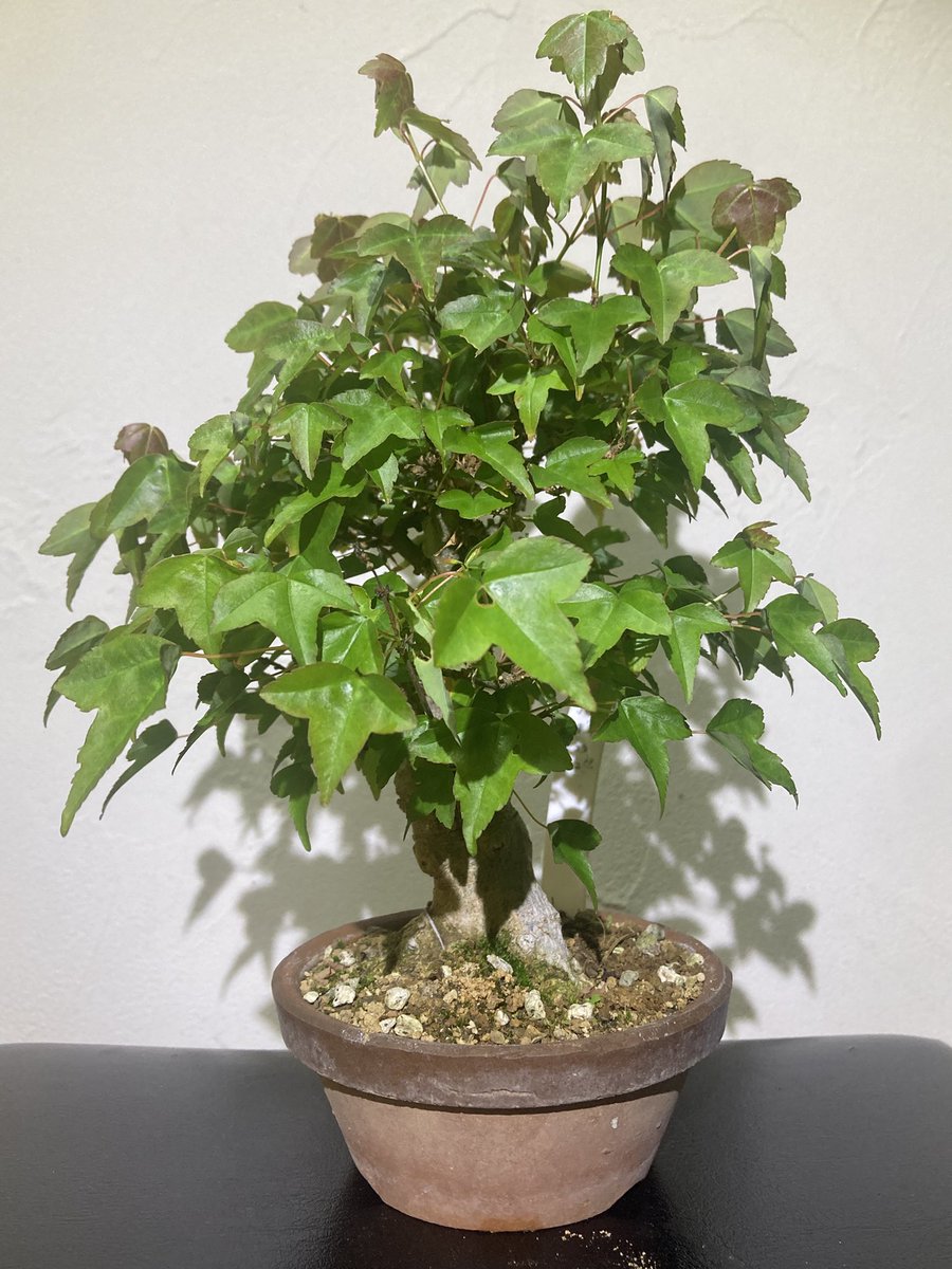 BONSAI+🪴盆栽プラス tweet media