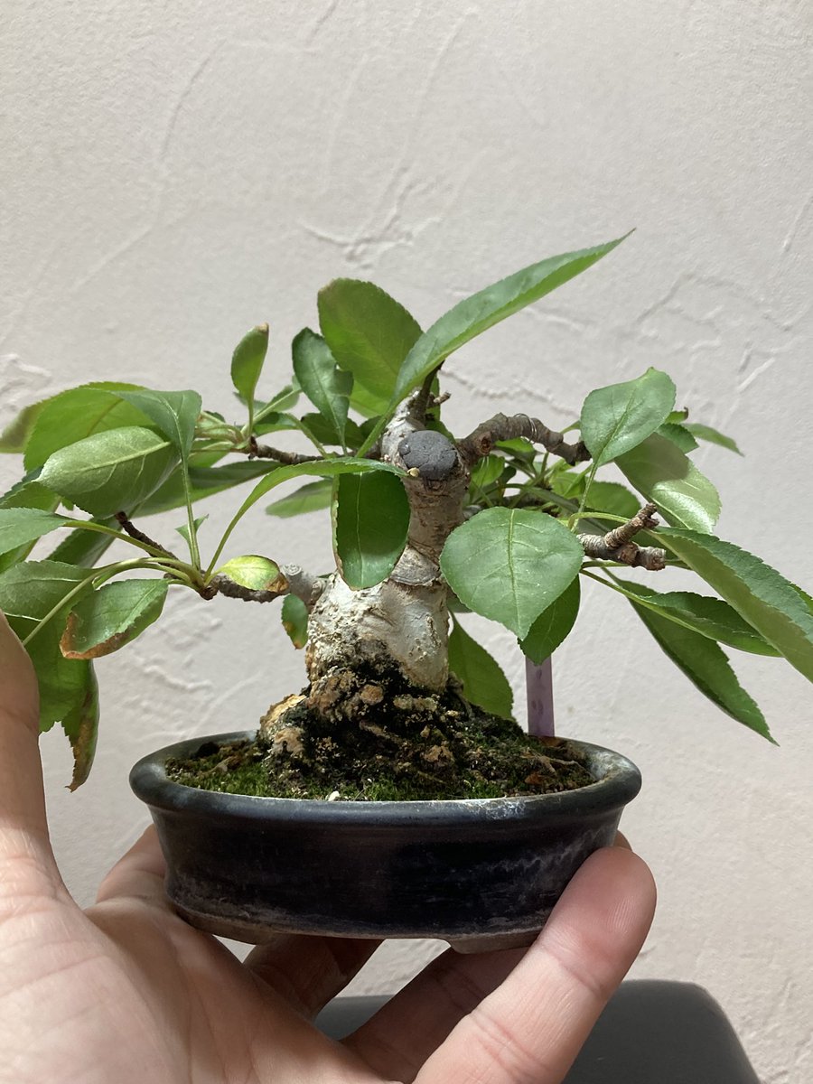 BONSAI+🪴盆栽プラス tweet media