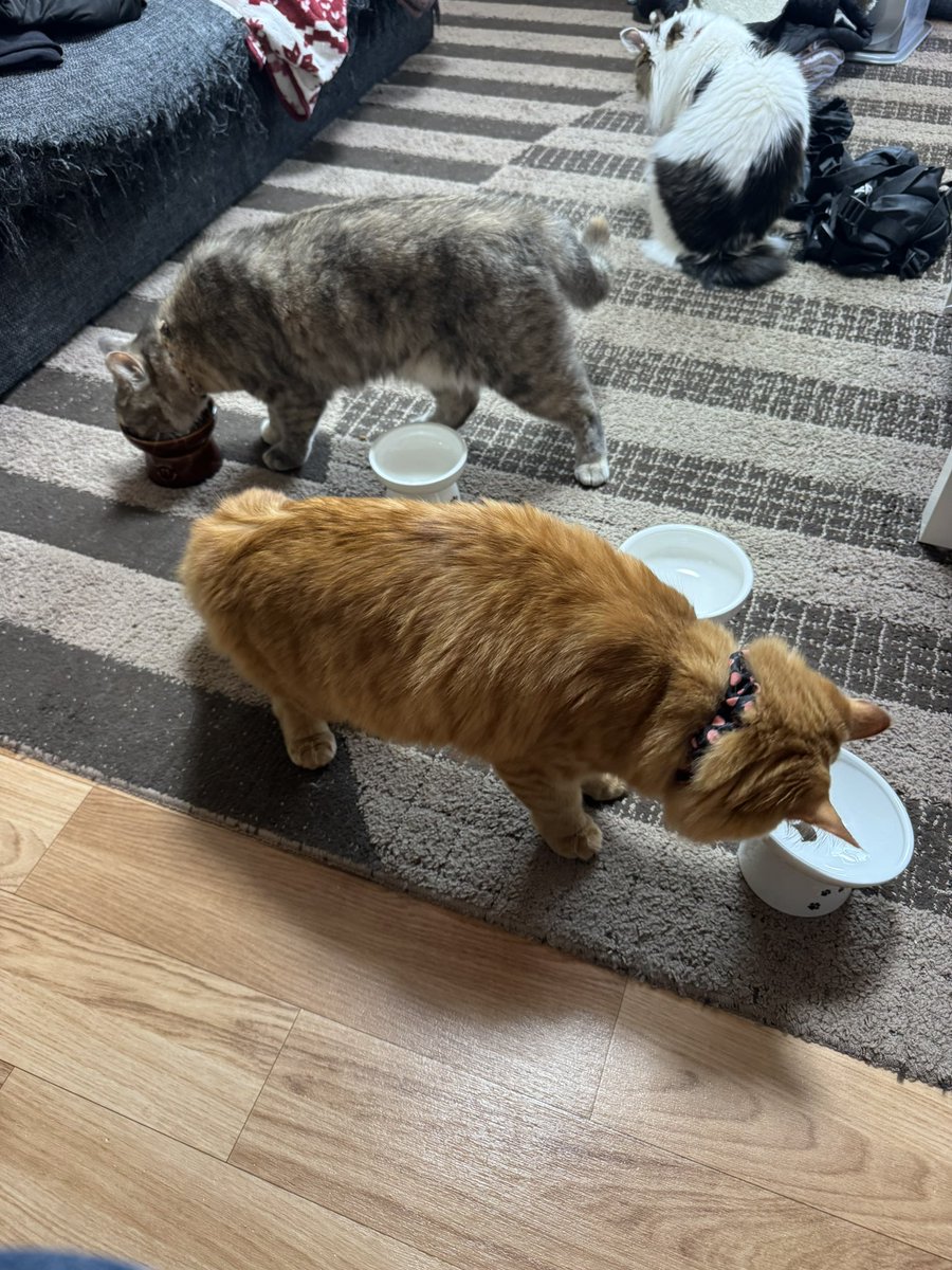 とうきょうJB430/JL1AFZ 半接地ロングワイヤーアンテナで運用中📡 tweet media