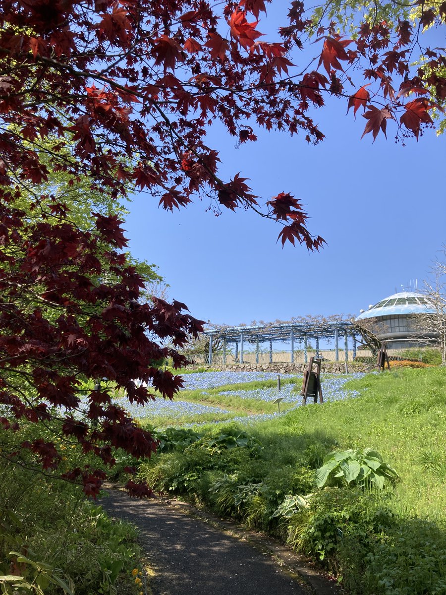garden_museum's tweet image. 【比叡山・京都・花】今日の比叡山頂は青空が広がる快晴。昨日の激しい雨もなんのその、ガーデンはいっぱいの春の花たちが皆さまをお迎えします。新緑が眩しい比叡山、空色のネモフィラと青空を今日はお楽しみいただけます。#比叡山 #春 #ネモフィラ