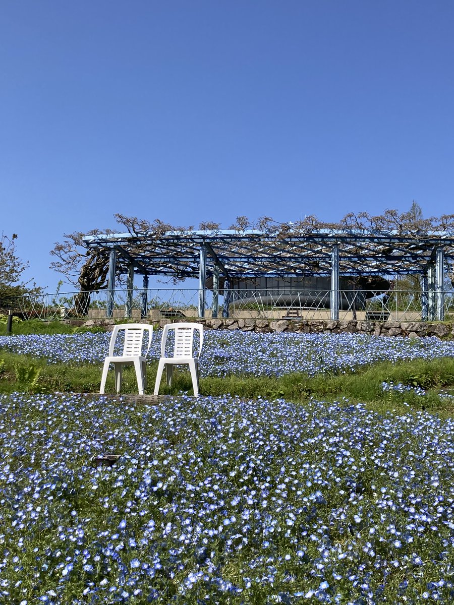 garden_museum's tweet image. 【比叡山・京都・花】今日の比叡山頂は青空が広がる快晴。昨日の激しい雨もなんのその、ガーデンはいっぱいの春の花たちが皆さまをお迎えします。新緑が眩しい比叡山、空色のネモフィラと青空を今日はお楽しみいただけます。#比叡山 #春 #ネモフィラ