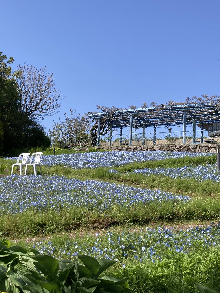 garden_museum's tweet image. 【比叡山・京都・花】今日の比叡山頂は青空が広がる快晴。昨日の激しい雨もなんのその、ガーデンはいっぱいの春の花たちが皆さまをお迎えします。新緑が眩しい比叡山、空色のネモフィラと青空を今日はお楽しみいただけます。#比叡山 #春 #ネモフィラ