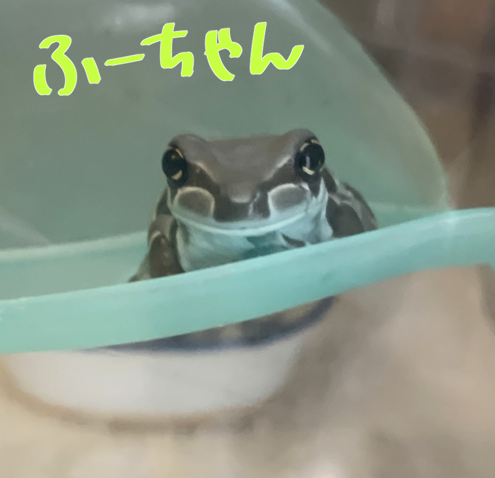 上條ロロ 𓆏 tweet media