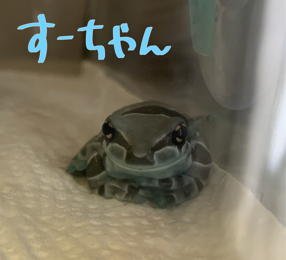上條ロロ 𓆏 tweet media