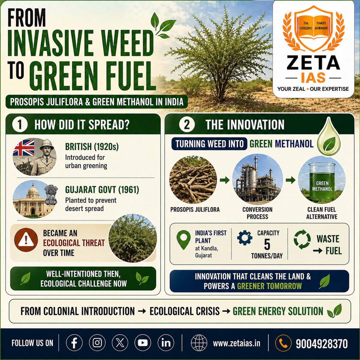 ZETA_IAS's tweet image. How did it start? 👇

📍 Introduced by British (1920s)
📍 Expanded in Gujarat (1961) to stop desertification

⚠ Later became invasive
👉 Displaced native grasses in Banni (Kutch)

Now → being converted into clean fuel 🔁
#Ecology #India