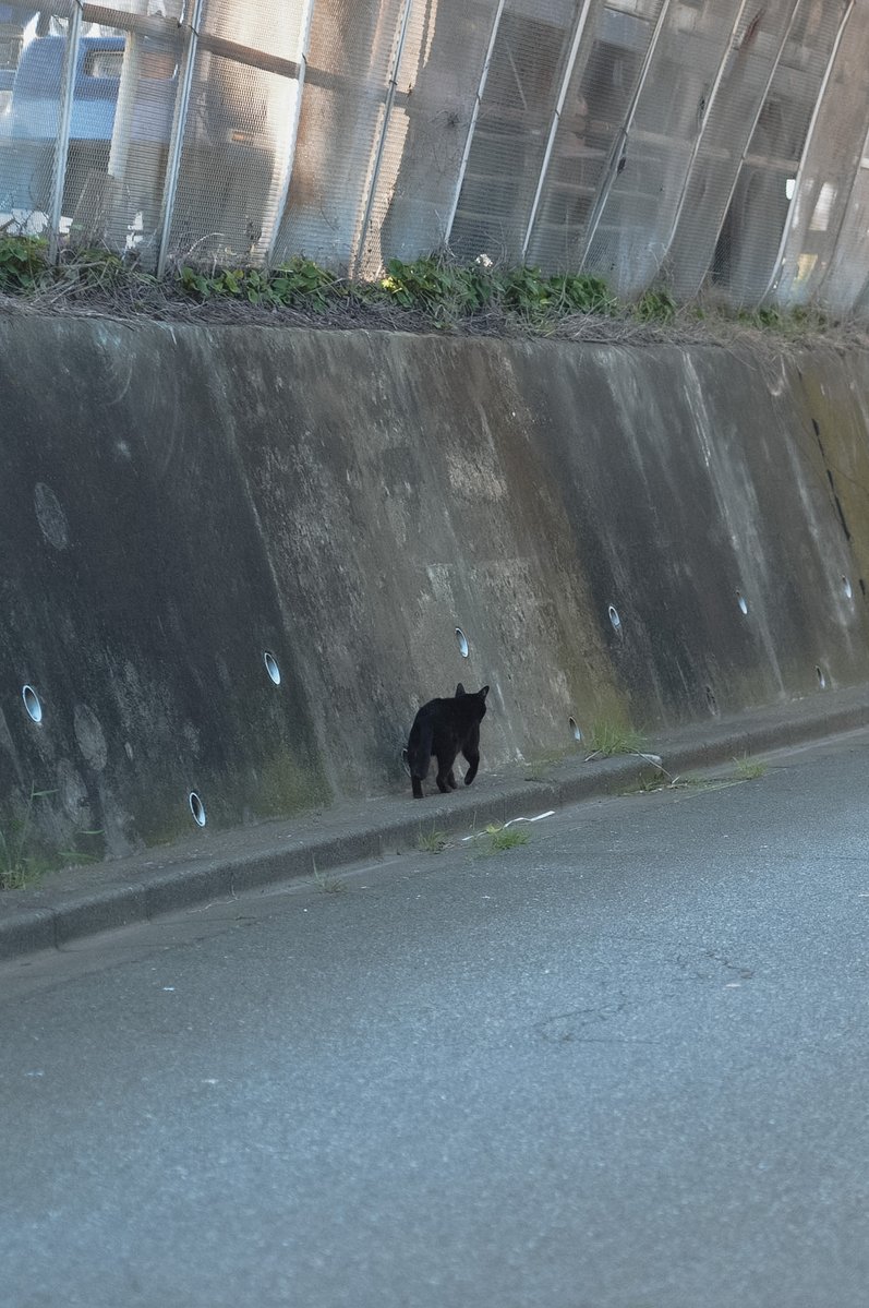 記憶なのか夢だったのか