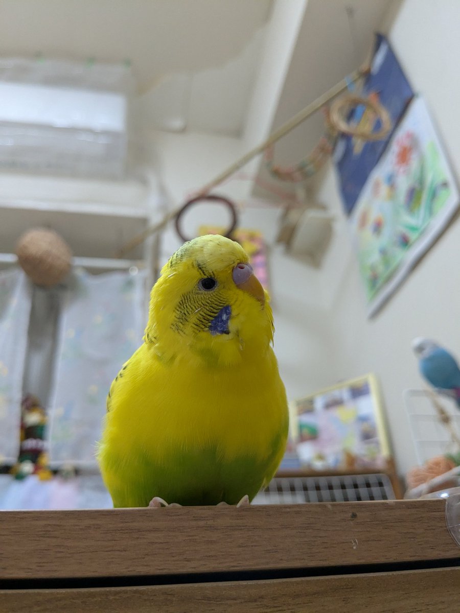 ケージに入る気はないけどケージがいつもの場所にないのは納得いかない🐥
もうすぐ乾くからね