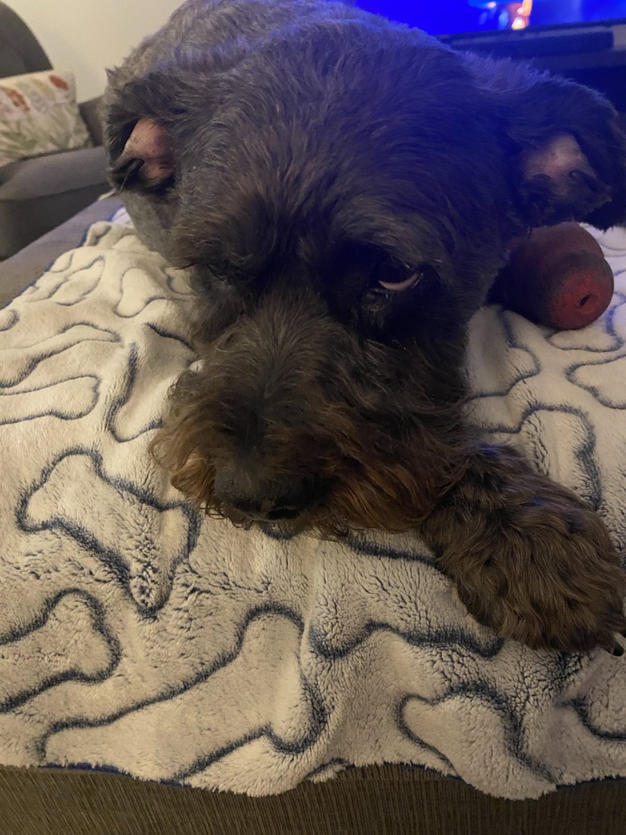 Jdavis_Halton's tweet image. He’s mad because I haven’t filled his treat ball. I told him to wait but he’s not amused. His expression says it all. #dogs 🐾