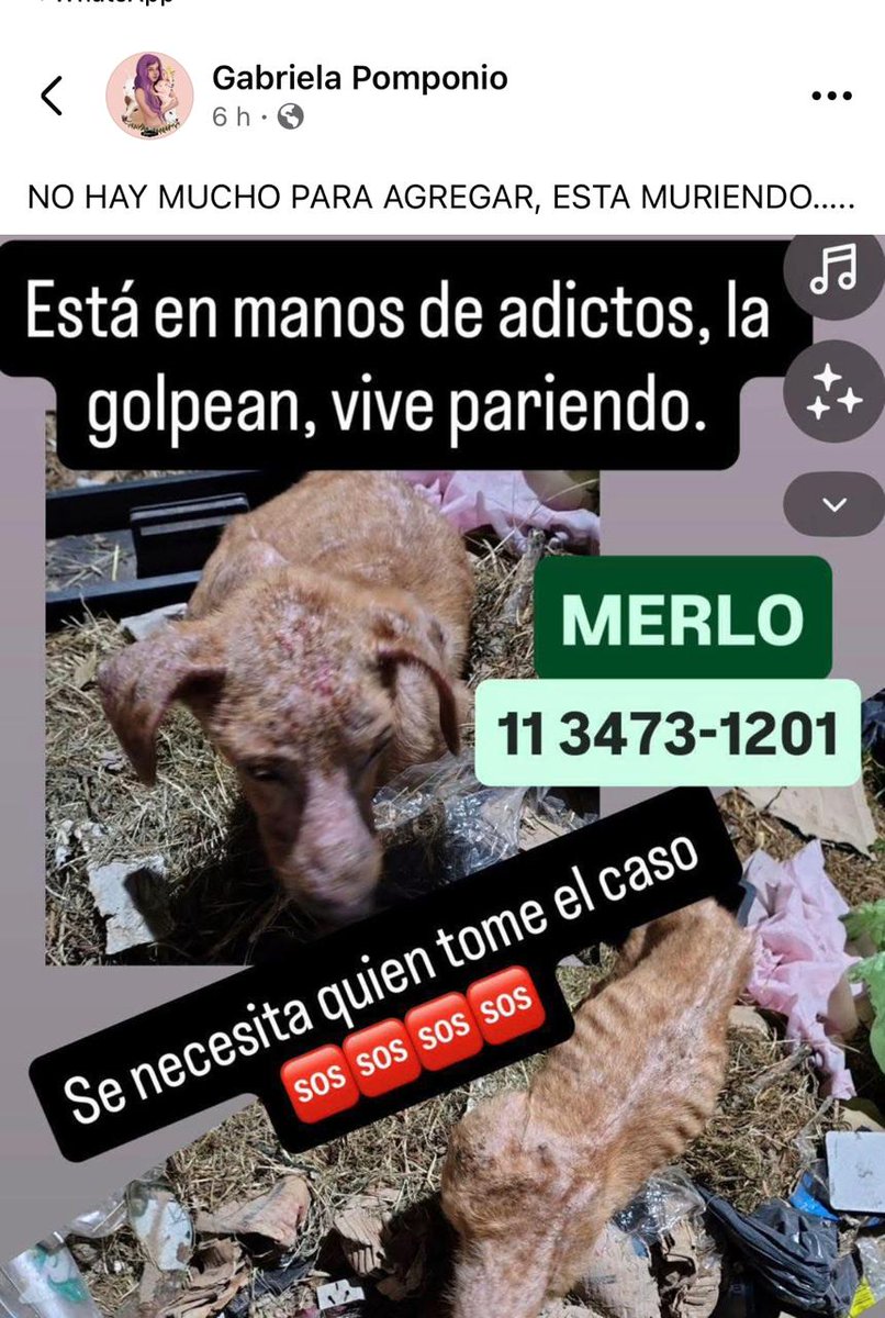 SConstantopulos's tweet photo. Merlo saquensela..ayuda 🆘🆘🆘 https://t.co/orwyxXCmmR