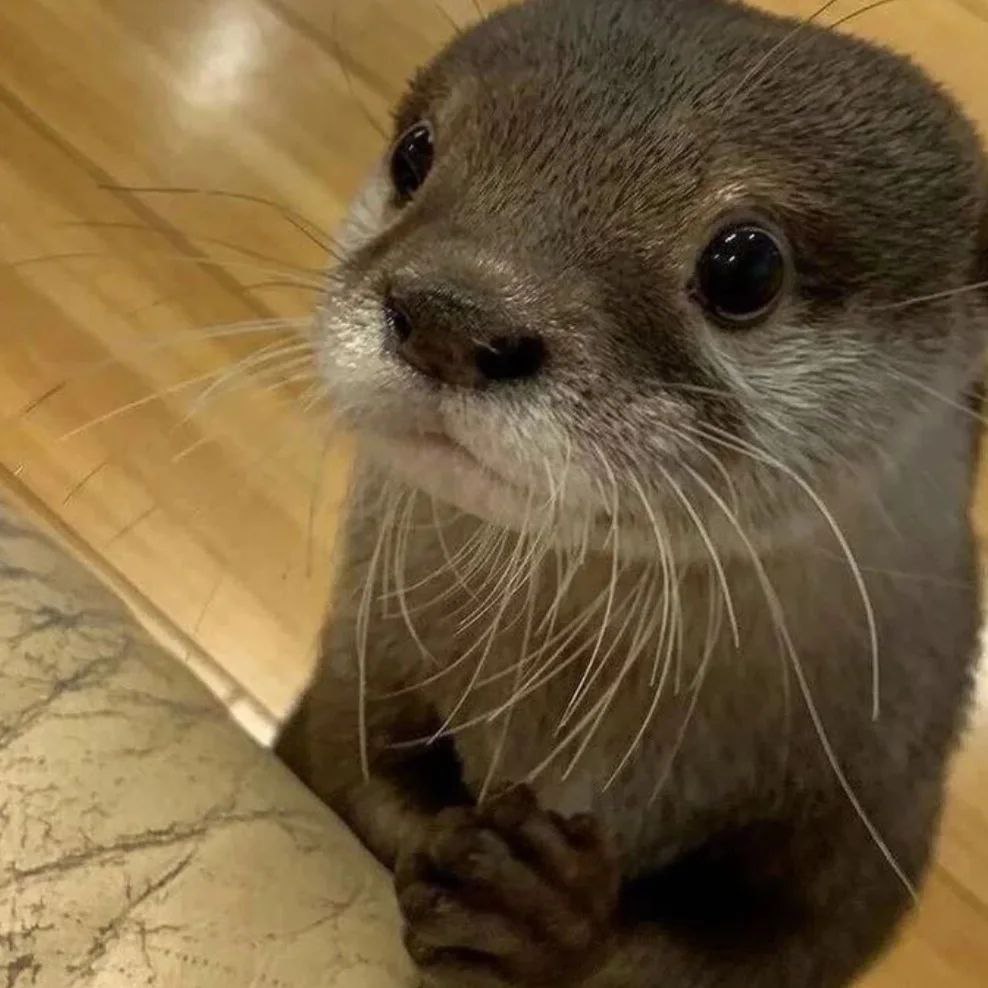 Otter Lover tweet media
