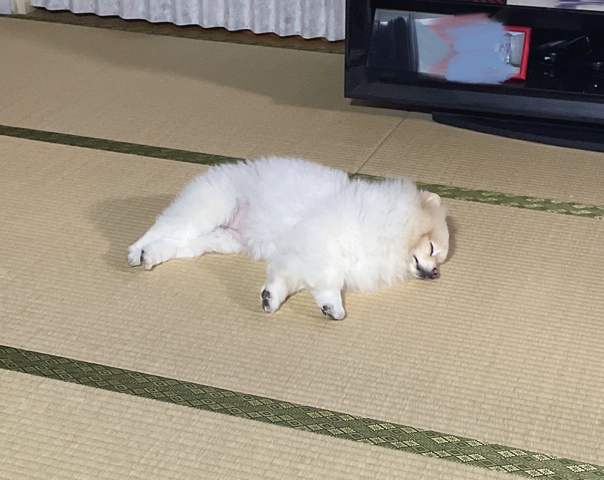 APO（ポメラニアン） tweet media