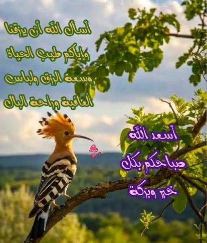 الص.مت 🌹 tweet media