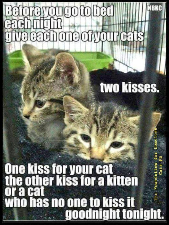 🌻Samson Cat🐱 tweet media