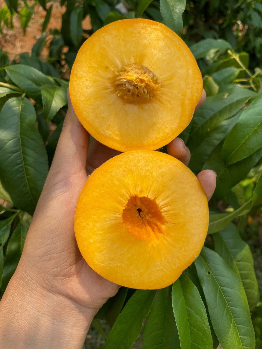 qimywpk's tweet photo. เปิดรับออเดอร์  พีชเจดสีทอง 🍑💛
ออกผลผลิต ปีละครั้งค่ะ
เปรี้ยวอมหวาน อร่อยชื่นใจ
 3 กิโล ราคา370บาท ส่งฟรี
 5 กิโล ราคา550บาท ส่งฟรี

❤️สนใจสั่งซื้อ dm ได้เลยนะคะ
#โหวตเพื่อแจมิน #เซเว่น https://t.co/2HaW8XIzWP