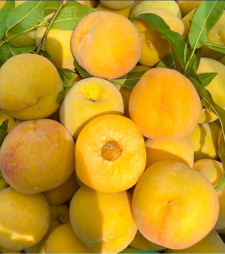 qimywpk's tweet photo. เปิดรับออเดอร์  พีชเจดสีทอง 🍑💛
ออกผลผลิต ปีละครั้งค่ะ
เปรี้ยวอมหวาน อร่อยชื่นใจ
 3 กิโล ราคา370บาท ส่งฟรี
 5 กิโล ราคา550บาท ส่งฟรี

❤️สนใจสั่งซื้อ dm ได้เลยนะคะ
#โหวตเพื่อแจมิน #เซเว่น https://t.co/2HaW8XIzWP