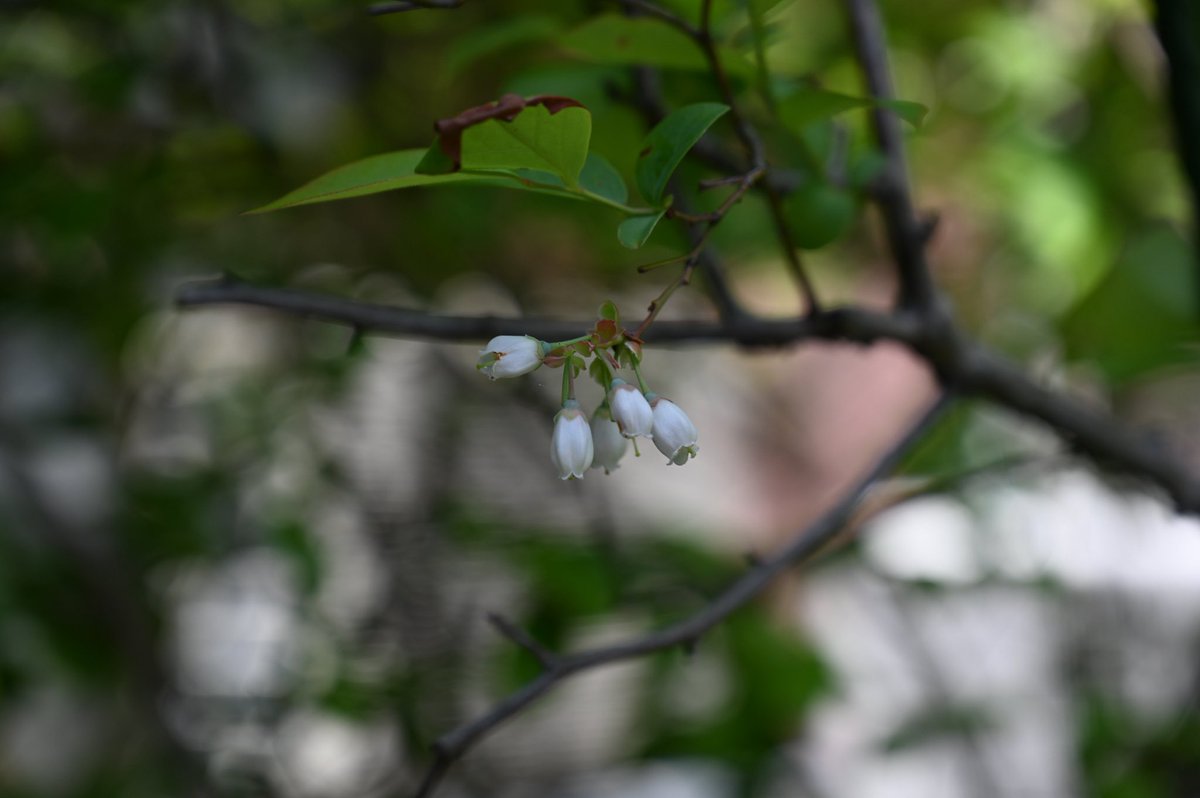 sakai_ph's tweet photo. 今日の庭の植物。（5月2日）

ブルーベリーの花が咲いていました。
あまり見たことがなかったので撮ってみました。
当店は明日からお休みをいただきます。
営業は6日（水）から再開しますので、よろしくお願いします。 https://t.co/3NVH3MLytu
