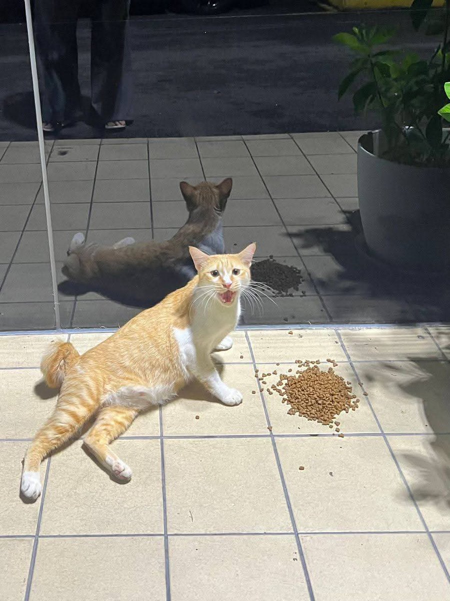 📌AMPANG

Assalamualaikum ada tak sesiapa yg masih ada ruang untuk kucing Nii ,baru kena buang di kedai makan Hamidiah bistro Ampang, saya tak dapat ambil saya menumpang kereta kawan,tolong yeee kucing Nii tengah bunting,tak selamat kat situ betul betul berhadapan jalan besar,