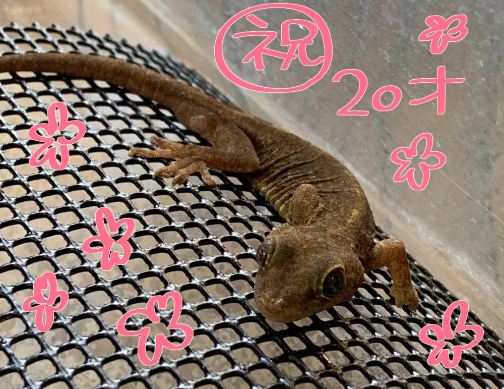 上條ロロ 𓆏 tweet media