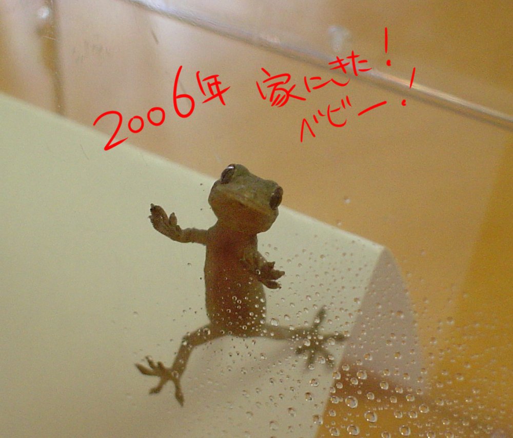 上條ロロ 𓆏 tweet media
