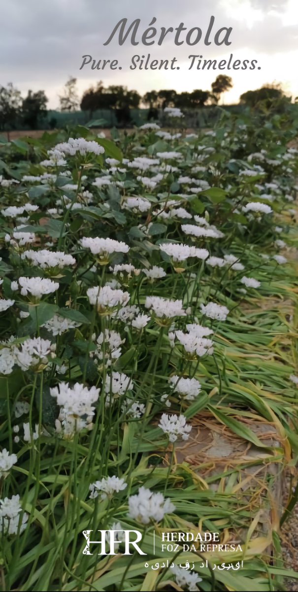 HerdadeFozdaRep's tweet image. It starts to look like Spring 

HerdadeFozDaRepresa.com 

#Alentejo #Winetasting