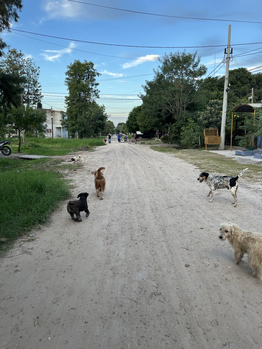 solveronn_'s tweet photo. Llegar al barrio, te siguen 100 perros y hay niños en las esquinas 🫂❤️‍🩹 años de vida https://t.co/V3pBqJMAqL
