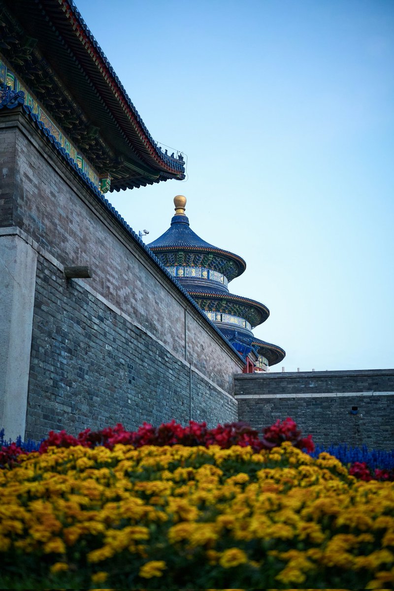 NatureVista_4K's tweet image. Where the Emperor spoke to Heaven. 🏛️✨ Ancient blue standing tall in modern Beijing.
📍 Beijing, China 🇨🇳 
#Beijing #China #Trending