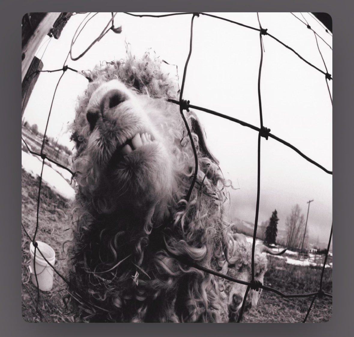 writabout_love's tweet image. ジャケにできそうだね。
#cow #pearljam