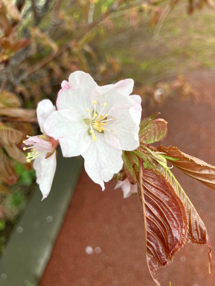 hap_wkj's tweet photo. 🌸稚内空港に春の便りが届きました🌸
ターミナルビル前の桜の木が咲き始めました！
曇り空にも負けず綺麗な桜色が映えています https://t.co/kHC0LzuODq