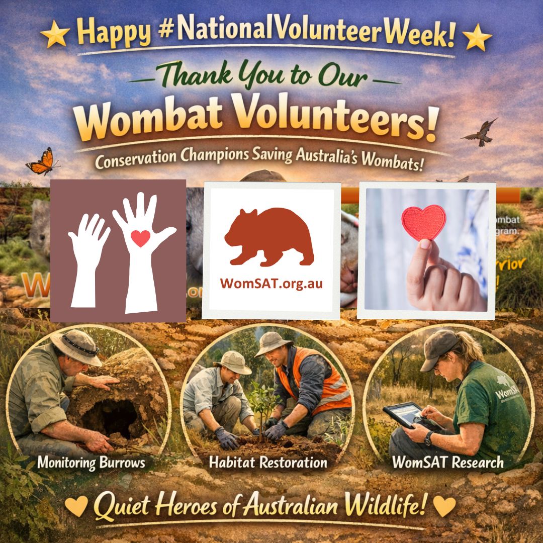 WomSAT's tweet photo. 🌟 Happy #NationalVolunteerWeek! 🌟
This week, we’re celebrating the incredible #volunteers at the heart of #wombatconservation – the people who give their time, energy, and passion to protect Australia’s precious wombats. #WomSAT #WombatWednesday https://t.co/wUVJkTKZo7
